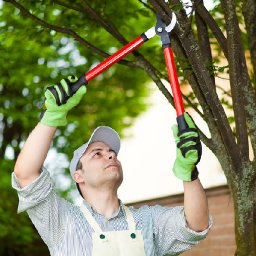 Top Tree Service Seattle