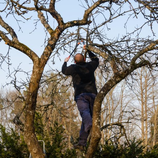 Top Tree Service Miami