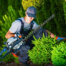 Top Tree Service Albuquerque