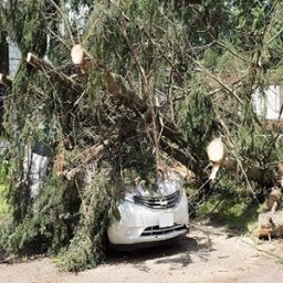 Quality Tree Service Tuscaloosa