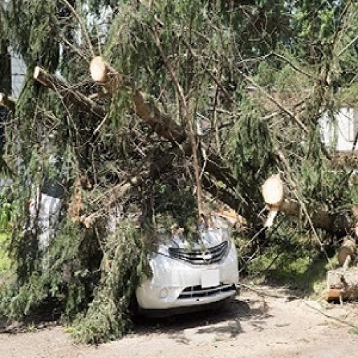 Quality Tree Service Tuscaloosa